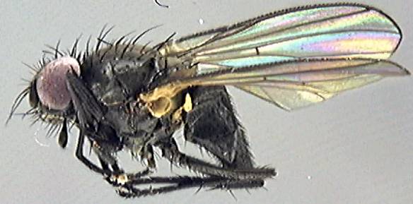 Muscidae 6